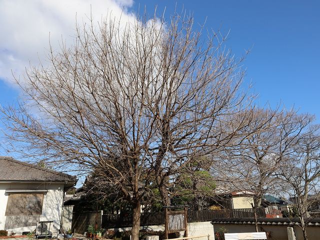 Yanwenlï̃\ec̓eʐ^3