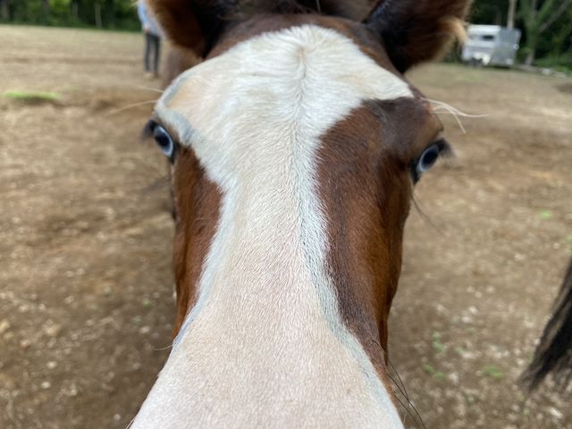 ����3�����̎e�n����_HORSE BASE