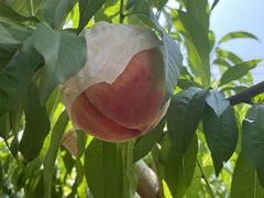 낳̌_O[vnEXւ̓eʐ^1