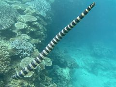 񂼂COSMIC OCEANւ̓eʐ^3