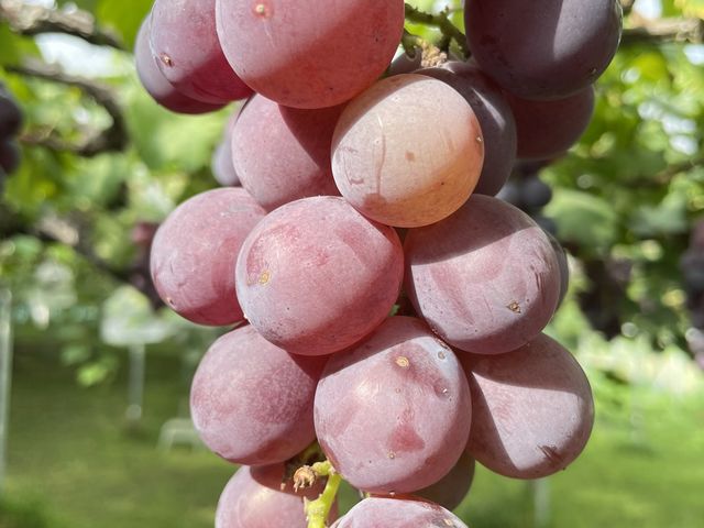 �Ԏ�̋���_�M�����ʎ���