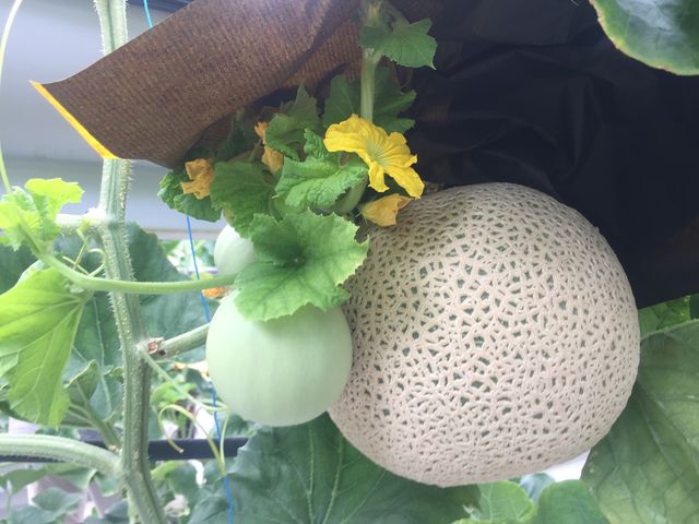 �V�N�ő傫���I_�R��FUJI�t���[�c�p�[�N