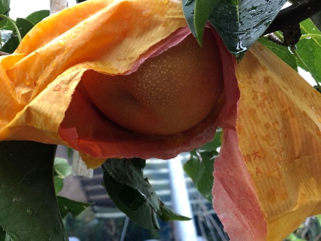 �܂������Ŕj���ăn�T�~�Ő؂��ĐH�ׂ܂��B_����ό��_��