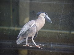 񂳂̃JXC 萅قւ̓eʐ^1