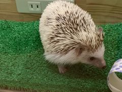 ꂢꂢsumoaւ̓eʐ^1