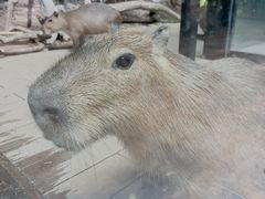 ̃JXC 萅قւ̓eʐ^1