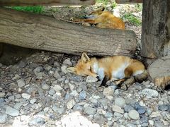 キツネとタヌキの共存 - 北きつね牧場のクチコミ - じゃらんnet