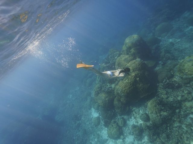 �J�}�X�̌Q����߂����ăX�L���_�C�r���O�I_SUN SEA �������