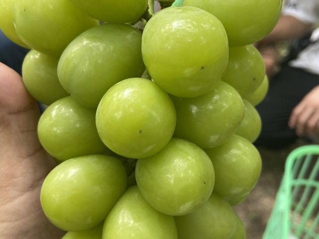 �傫���Ĕ�����������_��É�