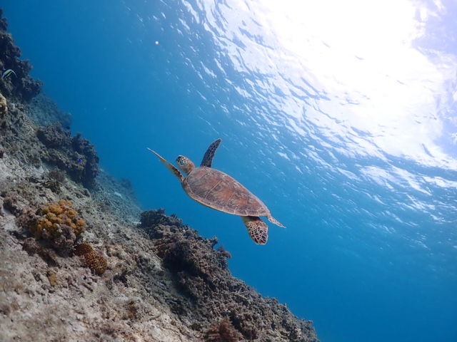 �E�~�K���ɑ����I������2�C�I�����I_�_�C�r���O�V���b�v�@�l�o�[�����h