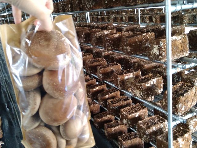 �����������1��_�����x�G�i�W�[�t�@�[���@���������Ƃ��������̐X