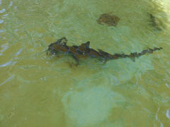 ̂삳񂳂̂ނƔpZقւ̓eʐ^1