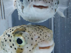 ̂삳񂳂̂ނƔpZقւ̓eʐ^2