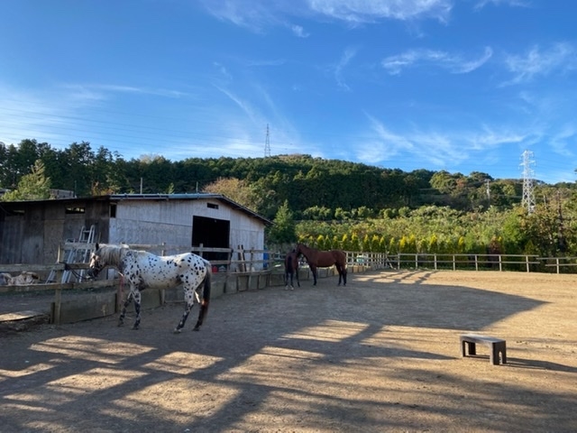 ���R�Ɉ͂܂�Ă��܂��O�O_HORSE BASE