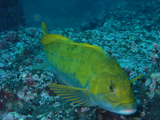 ���k�C���_�C�r���O�ł������C���X�g���N�^�[�̕������J�ɐ������ĉ�����ƂĂ��y���������ł��I_�k�C���_�C�r���O�V���b�v Poseidon