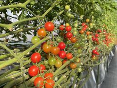 ~L̂ǂEEH[^[Et@[ւ̓eʐ^1