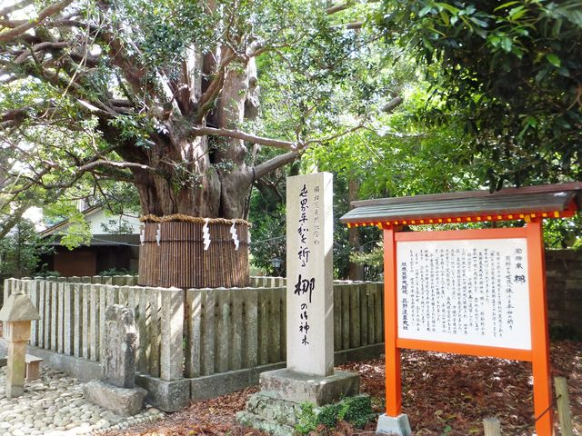 何本もの幹が合わさっているように見えます。_梛