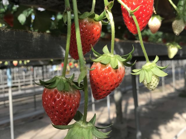 ������_������������