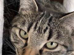 nekoJtF@Le@chateau@des@chats̎ʐ^1