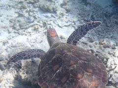 CYNature Guide Double Rainbow lC`[KCh@_uC{[ւ̓eʐ^1