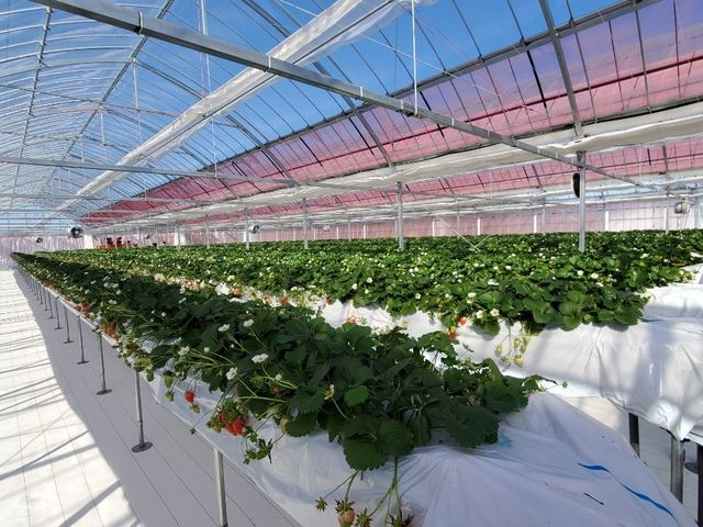 ���ɃL���C�ȃr�j�[���n�E�X���ł����B_����X�g���x���[�t�@�[��