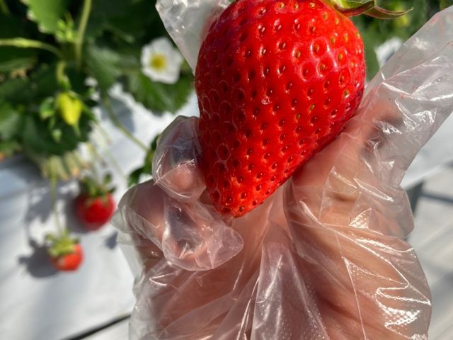 �ƂĂ��傫����悢�Ђ߂��R�����܂����I_����X�g���x���[�t�@�[��