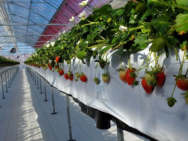 �����̒ʂ�A�^���ԂȃC�`�S����������Ȃ��Ă܂�����_����X�g���x���[�t�@�[��