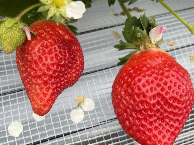 �Â��Ē��f�J�C�B_������t�@�[��