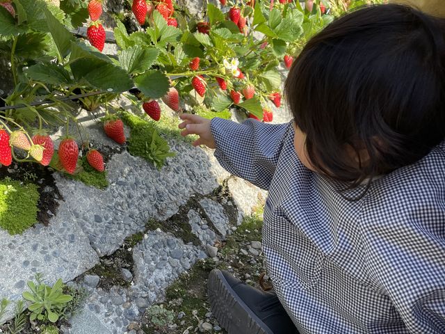 ���̌�A�����ō̂������������Ί�ŐH�ׂĂ��܂����B_��܂��C�`�S�_��