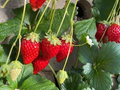 ܂݂񂳂̒ǉւ̓eʐ^1