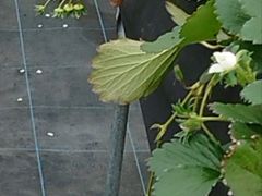 ߂̊ЃWFCGC܂t@[ւ̓eʐ^1