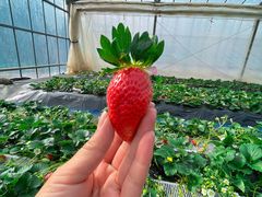 ̂܂Ƃݔ_iەx_jւ̓eʐ^1