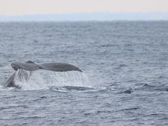 ͂ȂNEWSߔeXւ̓eʐ^1