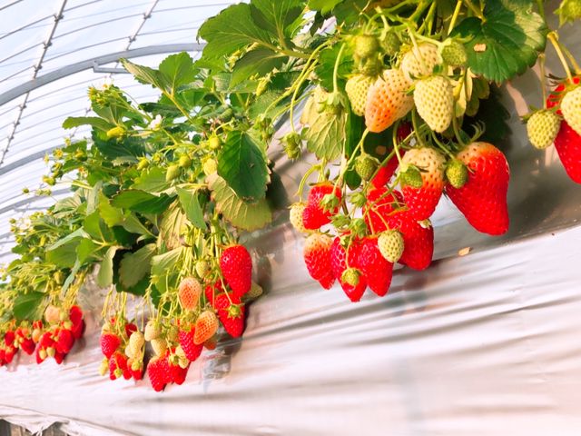 �^���ԂȂ������������������ł��I_�����߃t�@�[��