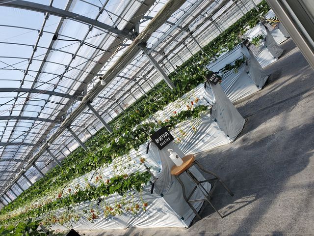 �C�`�S��R�I_BERRYHOUSE