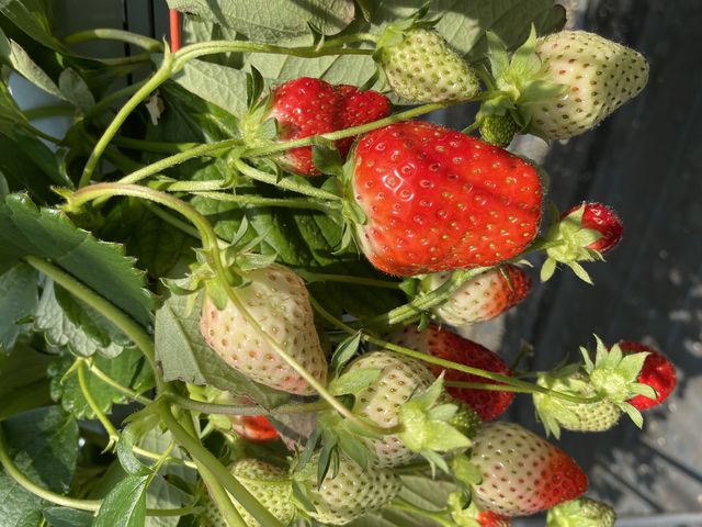 �C�`�S�������ς�_�_���g���@�l�@���Ă�܉c�_�g��