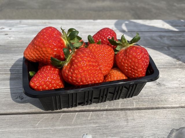 ���\�傫����������R����܂����B_�悩���񂢂���