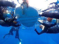 �Ȃ�����񂳂�̃R�R�i�b�c�Ί_���ւ̓��e�ʐ^1