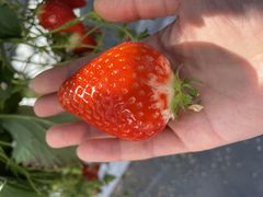 񂱂̔_g@l@Ă܉c_gւ̓eʐ^1