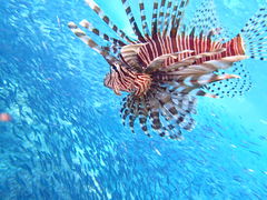 G̐̓A@Dive@ւ̓eʐ^1