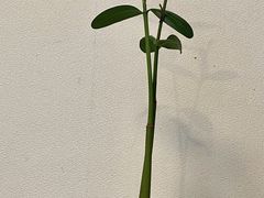 q̉nGRc[lbgւ̓eʐ^1