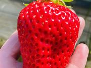 񂲂񂳂̃i`t@[̓eʐ^1