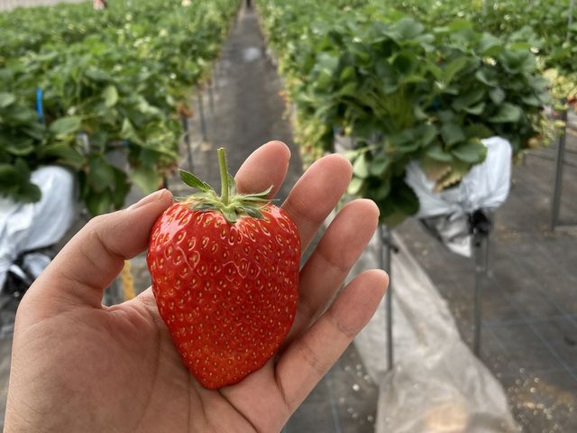 �_�_���g���@�l�@���Ă�܉c�_�g��