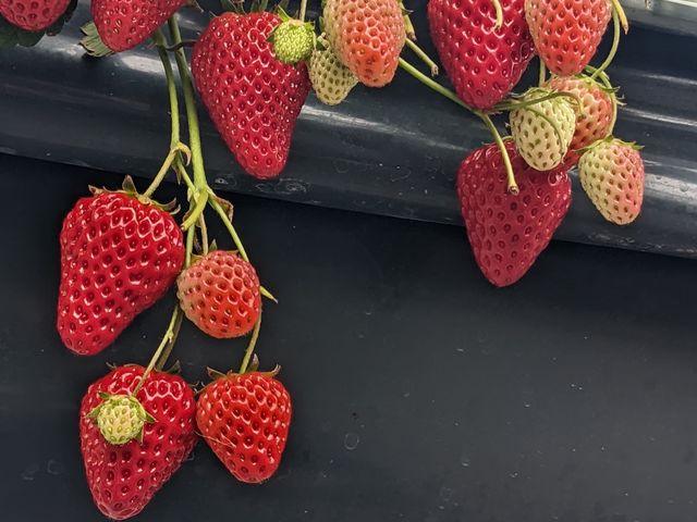 �������̐����ߒ��̏k�}_�ό��_�� Bee my Berry