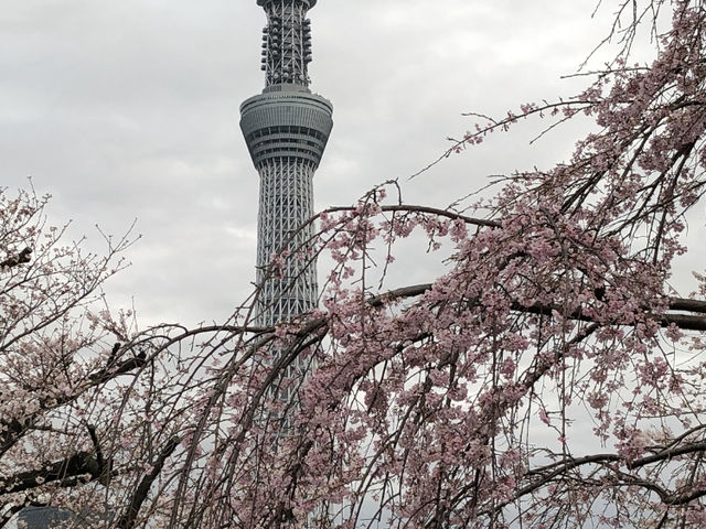 浅草　隅田公園　スカイツリー　桜 2022_隅田公園の桜
