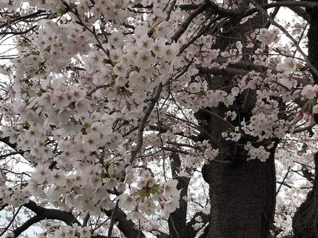 浅草 隅田公園 桜 2022_隅田公園の桜