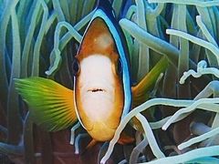 񂿂񂳂̃ANAJ[Yւ̓eʐ^1