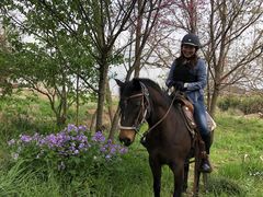 pigmoñ}̕z[XgbLOւ̓eʐ^1