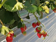 񂳂̃Xgx[mcւ̓eʐ^1