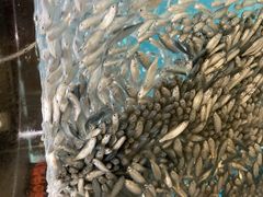 ܂܂̂ނƔpZقւ̓eʐ^1